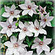 Клематис Сноу Квін (Clematis Snow Queen), фото 3