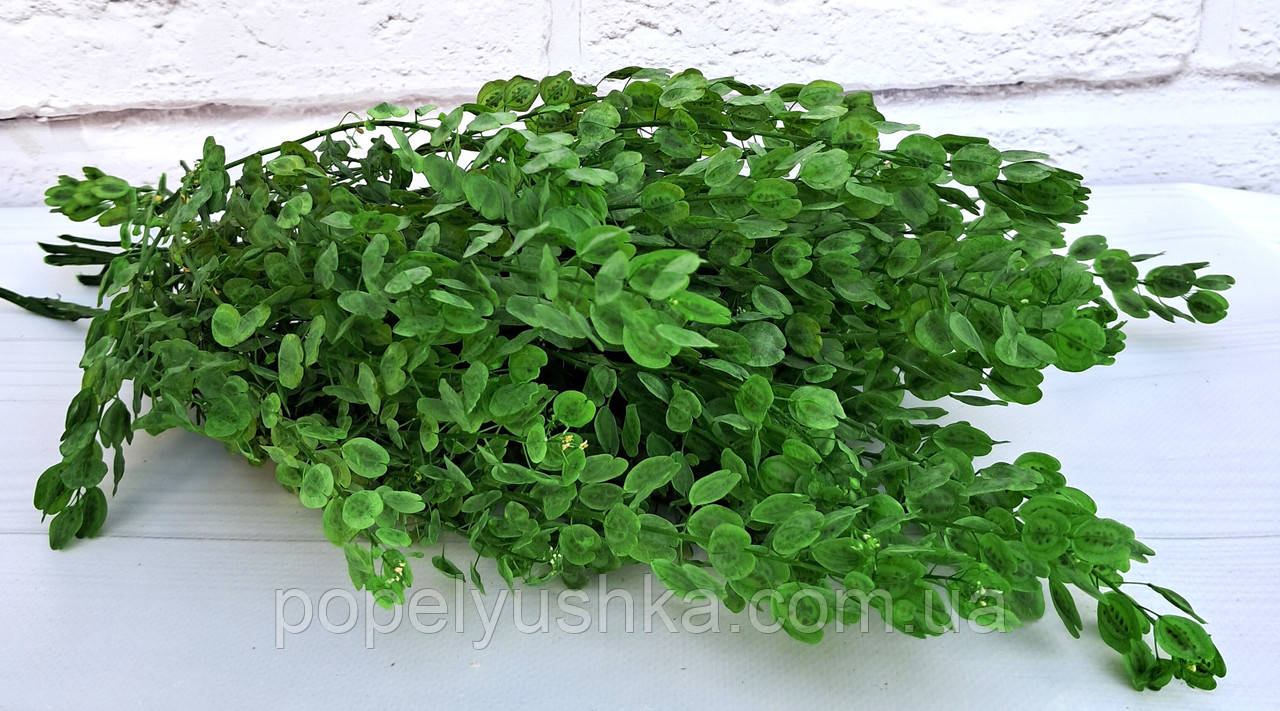 Талабан світло-зелений, фото 1