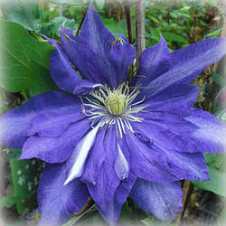 Клематис Даніель Деронда (Clematis Daniel Deronda)