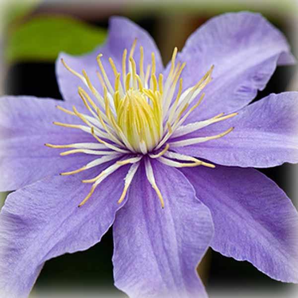 Клематис Джуста (Clematis Justa)
