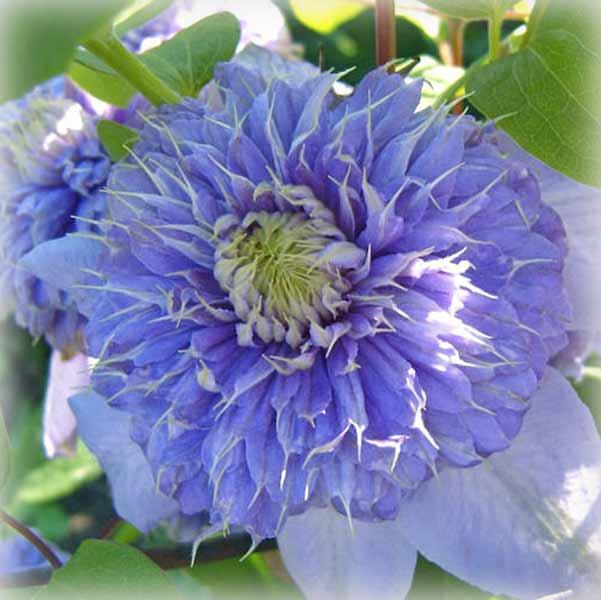 Клематис Блю Лайт (Clematis Blue Light), фото 1