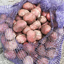 Насіннєва картопля Балтік Роуз, 2 репродукція, фото 6