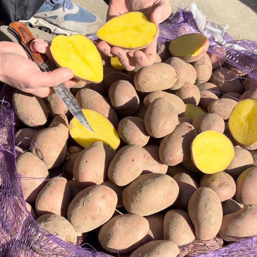 Насіннєва картопля Лаура, 2 репродукція