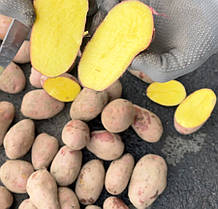 Насіннєва картопля Лаура, 2 репродукція, фото 4