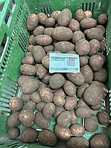 Насіннєва картопля Ред Соня, 2 репродукція, фото 5
