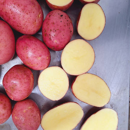Насіннєва картопля Ред Соня, 2 репродукція, фото 1