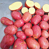 Насіннєва картопля Ред Соня, 2 репродукція, фото 3