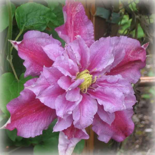 Клематис Піїлу (Clematis Piilu)