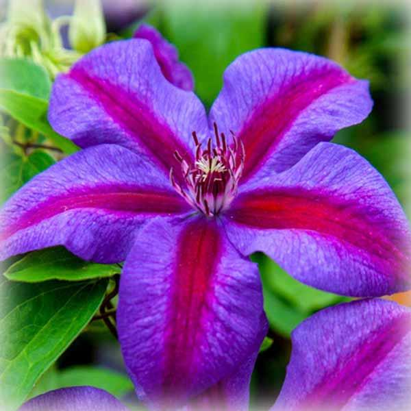 Клематис Місіс Томпсон (Clematis Mrs. N. Thompson)