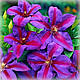 Клематис Місіс Томпсон (Clematis Mrs. N. Thompson), фото 3