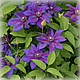 Клематис Місіс Томпсон (Clematis Mrs. N. Thompson), фото 4