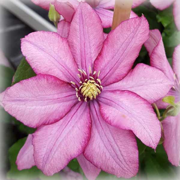 Клематис Парадізо (Clematis Paradiso), фото 1