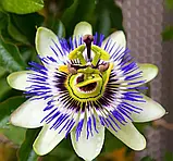 Пассіфлора Кавалерійська зірка, 0,1 г, фото 2