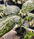 Дифенбахія деревовидна кімнатна рослина Dieffenbachia seguine, фото 2