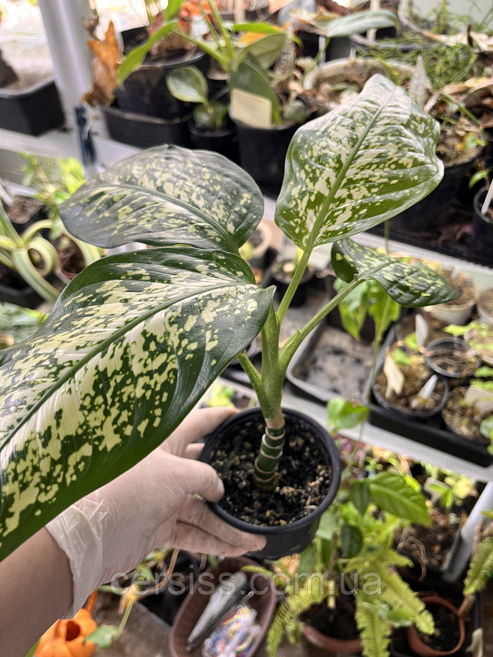 Дифенбахія деревовидна кімнатна рослина Dieffenbachia seguine, фото 1