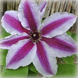 Клематис Паміна (Clematis Pamina)