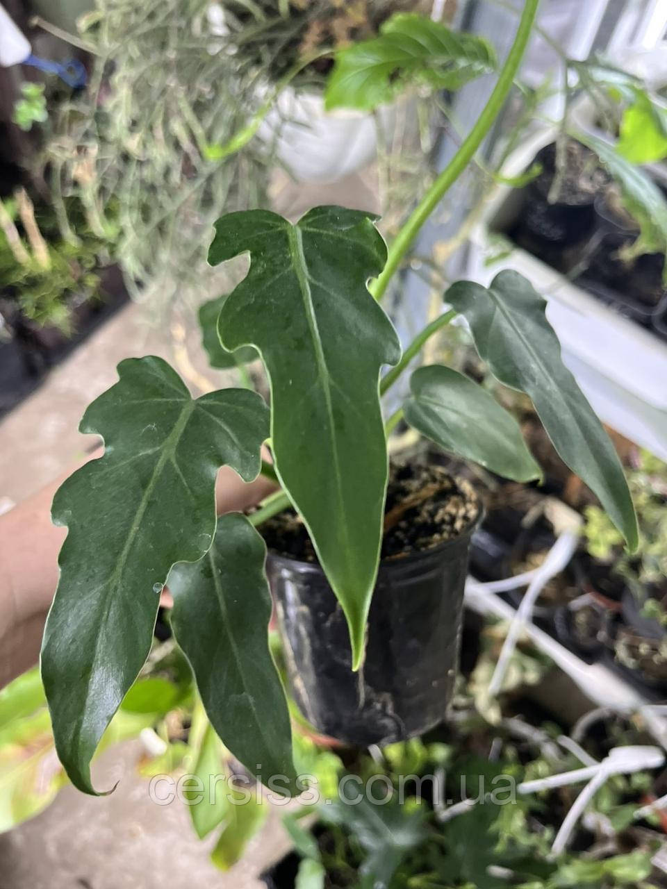 Філодендрон микс Philodendron