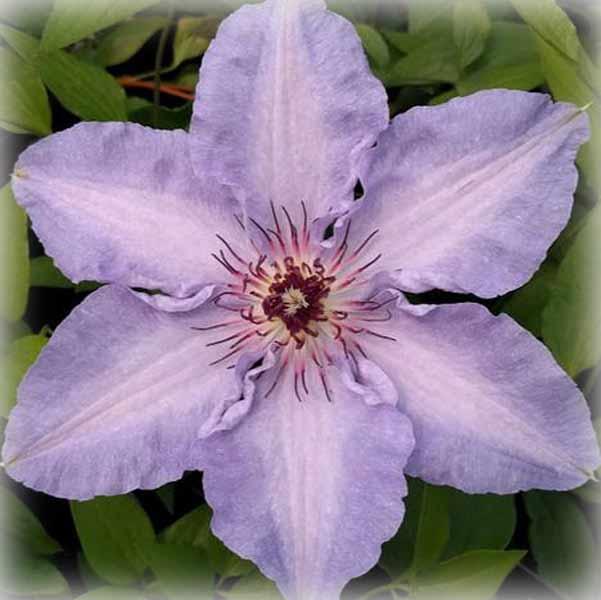 Клематис Міосотіс (Clematis Myosotis), фото 1