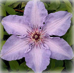 Клематис Міосотіс (Clematis Myosotis)