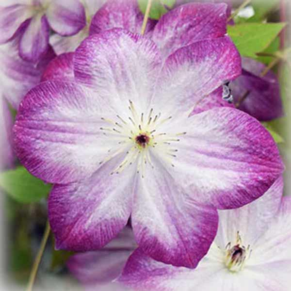 Клематис Перніль (Clematis Pernille), фото 1