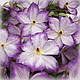 Клематис Перніль (Clematis Pernille), фото 2