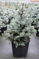 Ялина колюча Blue Mountain (Picea pungens Blue Mountain) 5 л.