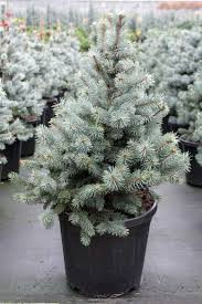 Ялина колюча Blue Mountain (Picea pungens Blue Mountain) 5 л.