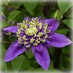 Клематис Глоріус Дей (Clematis Glorious Day)