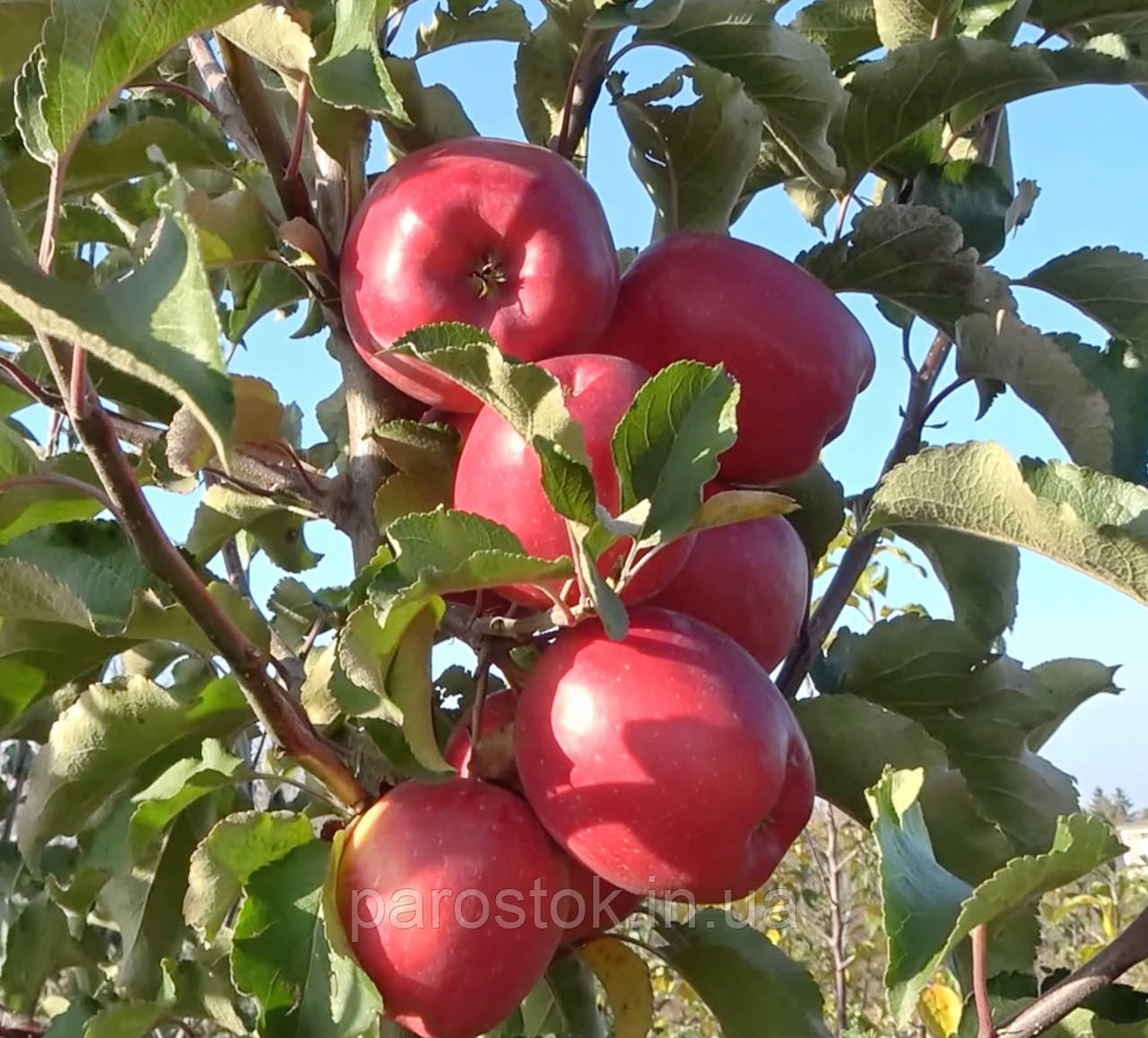Яблуня Маджестік. (М9). Пізньозимовий сорт. Однорічний. (в), фото 1