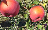 Яблуня Фуджі Ацтек. М26. Пізньозимовий сорт. Однорічний, фото 3