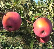 Яблуня Фуджі Ацтек. М26. Пізньозимовий сорт. Однорічний