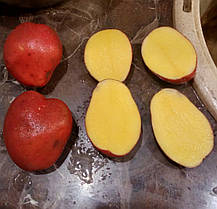 Насіннєва картопля Балтік Роуз, 2 репродукція, фото 5