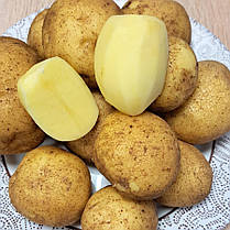 Насіннєва картопля Вінета, 60-70 днів 2 репродукція, фото 4