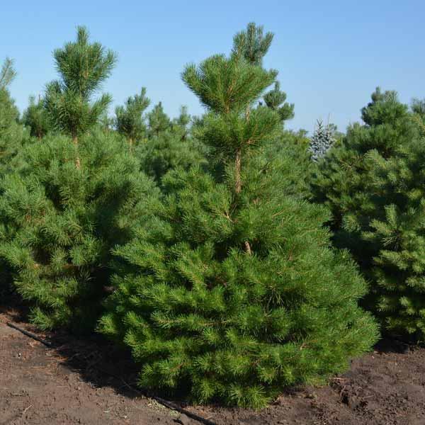 Сосна звичайна. Д12 (Анонс)., фото 1