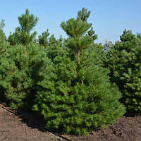 Сосна звичайна. Д12 (Анонс).