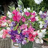 Горошок духмяний Купідон суміш, 2 г, фото 2