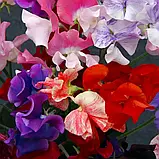 Горошок духмяний Купідон суміш, 2 г, фото 3