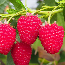 Малина "Брусвяна" (це ремонтантний високоврожайний сорт)