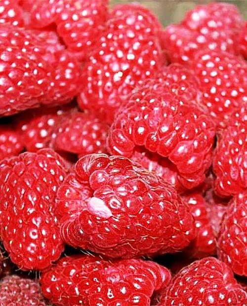 Малина "Діамантова" (ремонтантний великоплідний сорт), фото 1