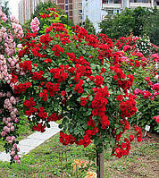 Троянда Red Cascade (Ред Каскейд) штамб 80см