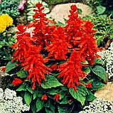 Сальвія Піколо червона, 0,1 г, фото 2