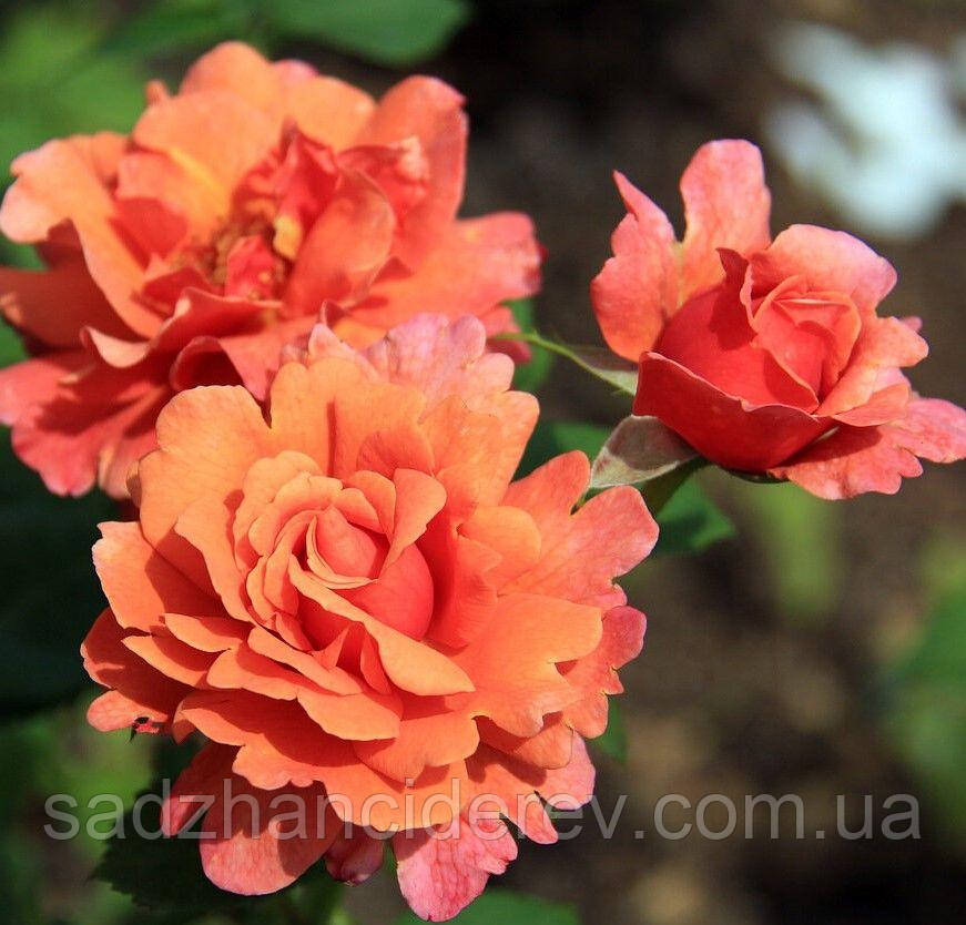 Саджанці троянд  Ізі Даз Іт (Easy Does It)