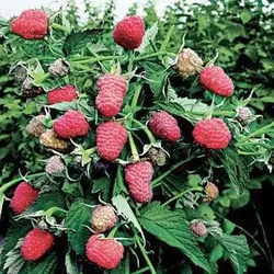 Малинове дерево "Столешник" (плоди виділяються розмірами)