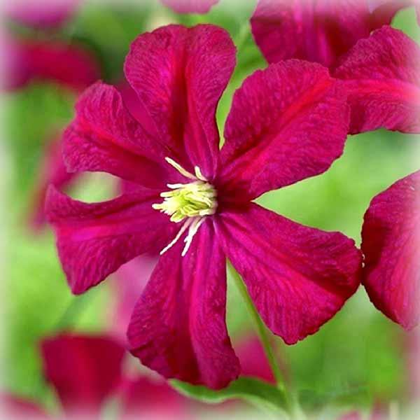 Клематис Мадам Джулія Корревон (Clematis Madame Julia Correvon)