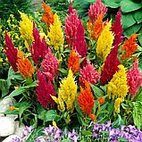 Целозія периста Пампаське перо суміш, 0,1 г, фото 2