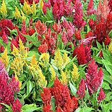 Целозія периста Пампаське перо суміш, 0,1 г, фото 3