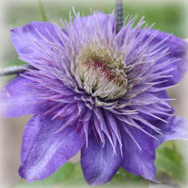 Клематис Мульті Блю (Clematis Multi Blue)