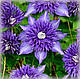 Клематис Мульті Блю (Clematis Multi Blue), фото 2