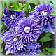 Клематис Мульті Блю (Clematis Multi Blue), фото 3