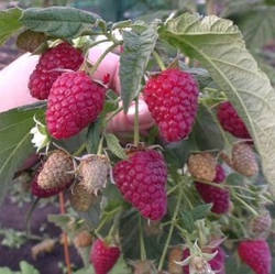 Малинове дерево "Галактика" (смачні, великі ягоди)